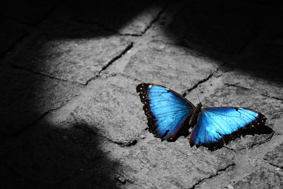 Ein blauer Schmetterling sitzt im Vordergrund des Fotos auf einem schattigen Steinboden. 